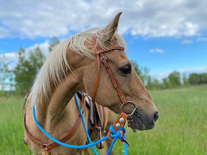 profile of Palomino horse with bright blue reins