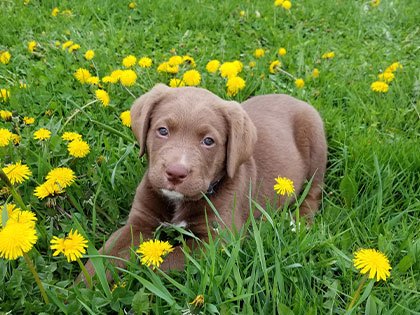 small brown dog laying in grass and dandelions