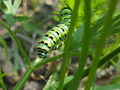 green, black, and yellow striped caterpillar on blade of grass