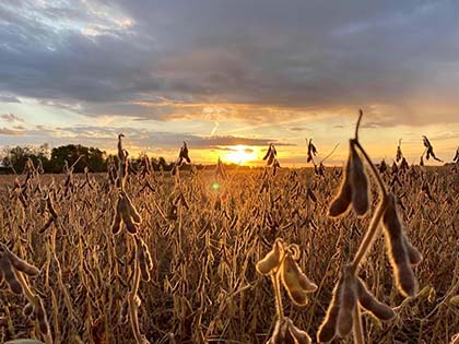 field of soybeans drying in front of golden sunset