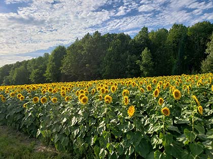 rows of tall sunflowers in front of line of trees and blue sky