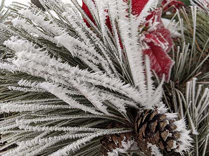 close up of frost on pine needles and pinecone with red ribbon