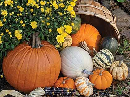 yellow mums next to assorted gourds and pumpkins spilling out of basket