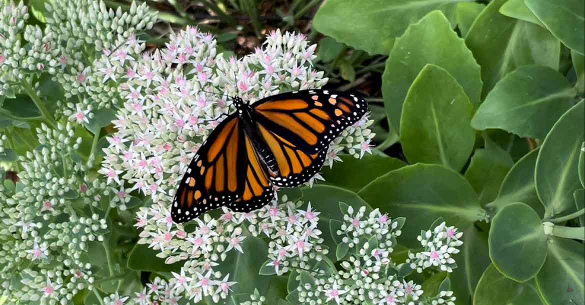 Forward Calendar Photo Contest - Monarch Butterfly