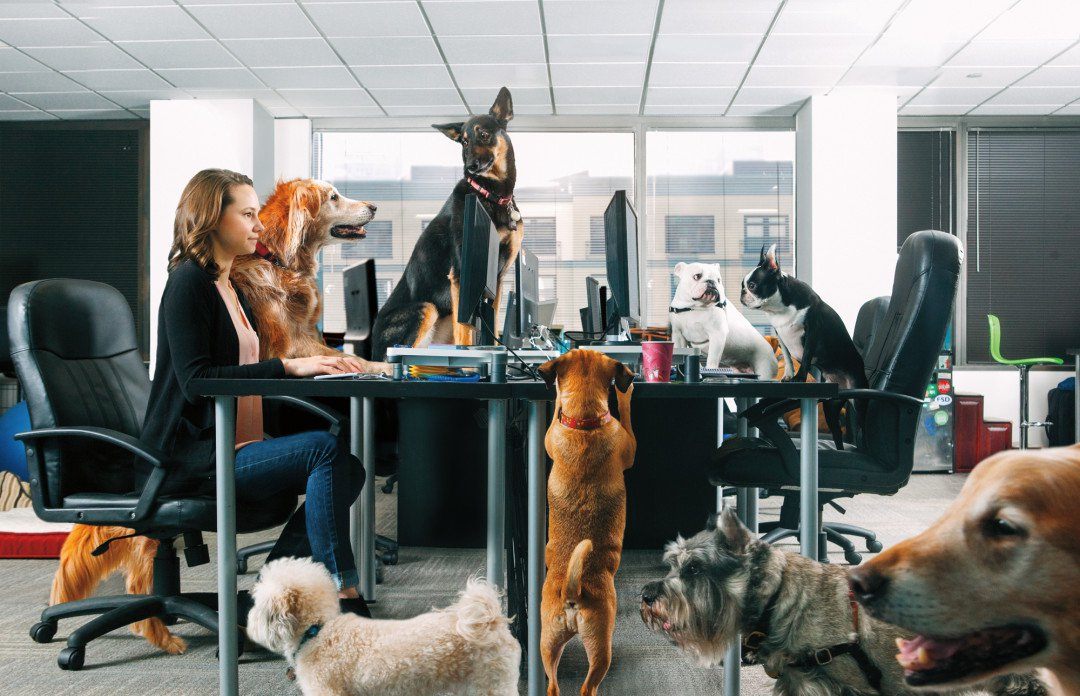 Pets at Work: Animal Lover's Dream or Liability Nightmare?