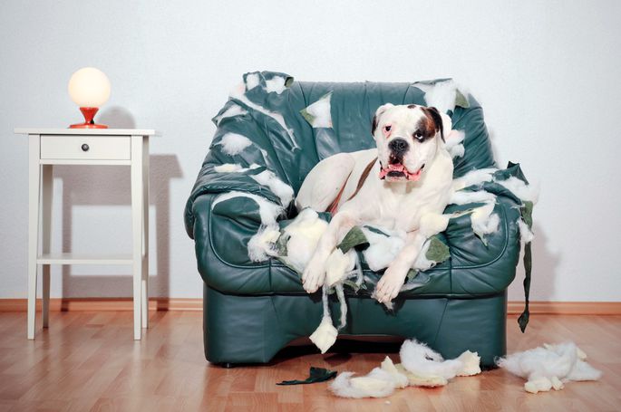 Animal Invasion? You May or May Not Be Covered