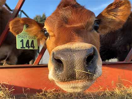 close up jersey calf face