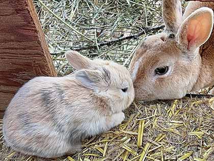 light brown baby bunny nuzzling noses with it
