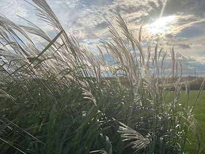 pampas grass blowing in the breeze with sun peaking through the clouds