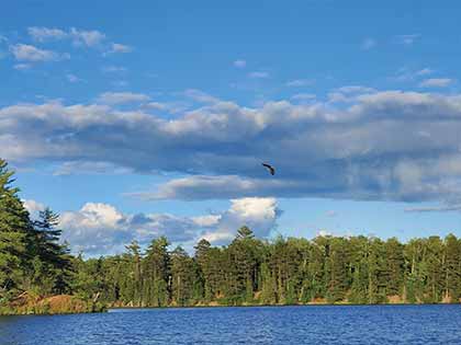 bald eagle soaring above trees and water