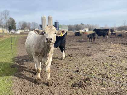 charolais cow standing in pen looking at camera