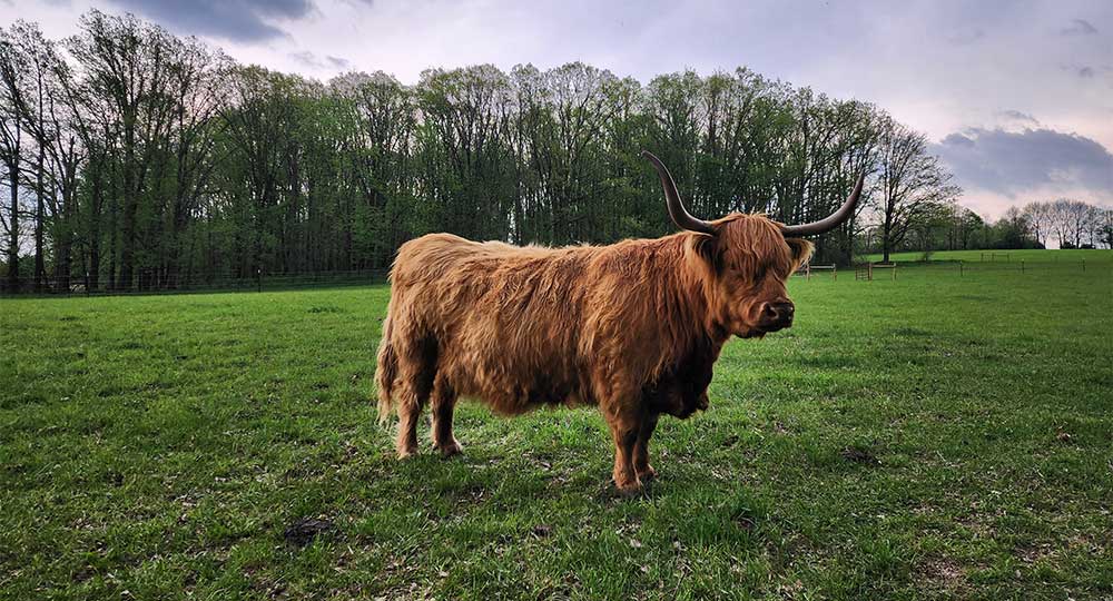 Calendar image of long haired Highland cow in Wisconsin.